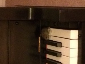 mouse on the piano